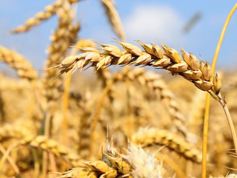 Nasce a Cremona Milling Hub, polo nazionale della macinazione