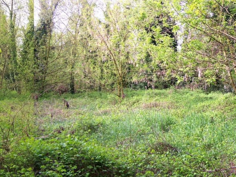 Area verde via Massarotti: partono i lavori di rinaturalizzazione