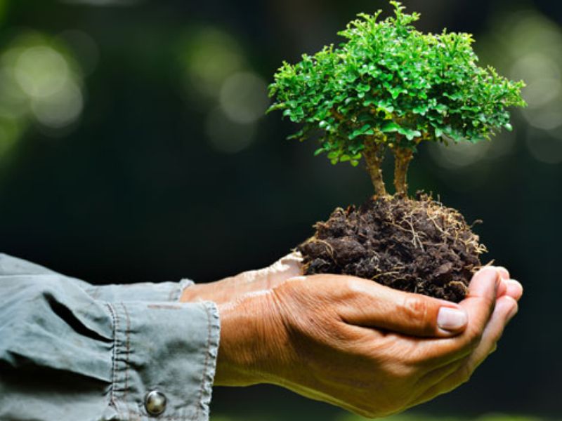 Al via l’iniziativa “Regala un albero alla tua Città”