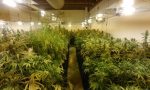 Piccola coltivazione di marijuana casalinga… solo 316 piante! VIDEO