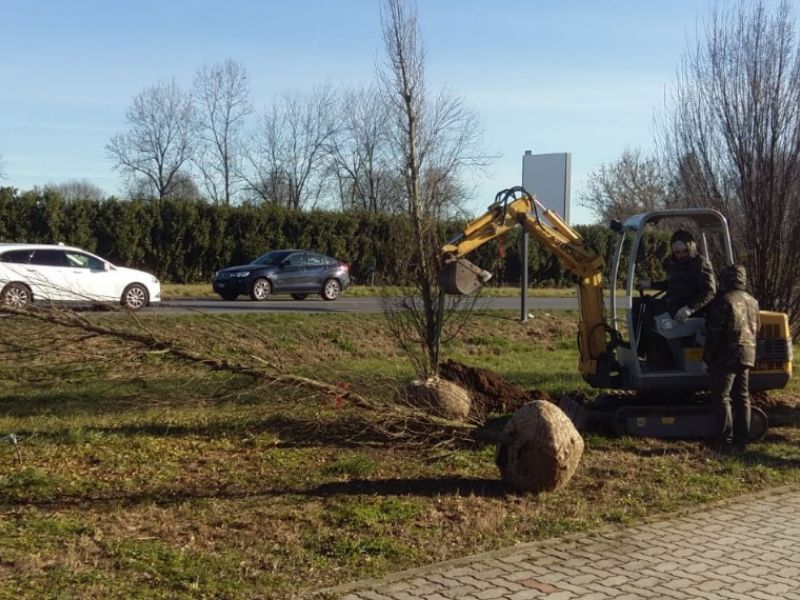 Piantumazione nuovi alberi, procede spedito il piano del Comune