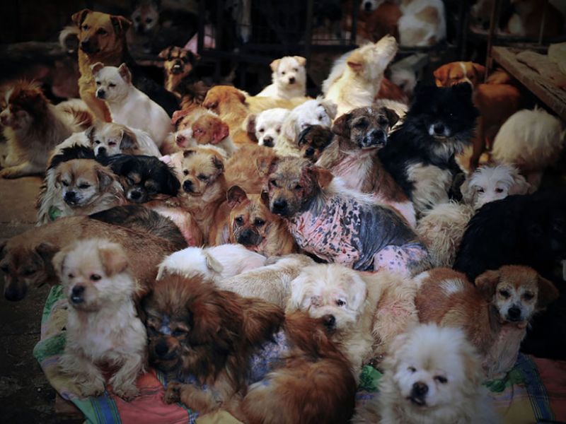 50 cani in casa tra topi, rifiuti ed escrementi