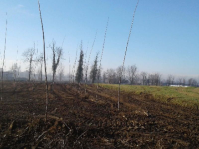 Taglia bosco coperto da vincolo paesaggistico per realizzare pioppeto