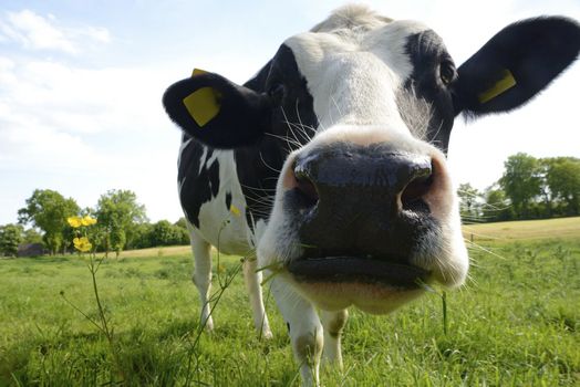 Soncino: agricoltore 45enne ferito dal calcio di una mucca