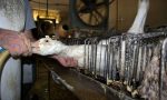 Foie gras a Masterchef, l’appello degli animalisti per vietarlo