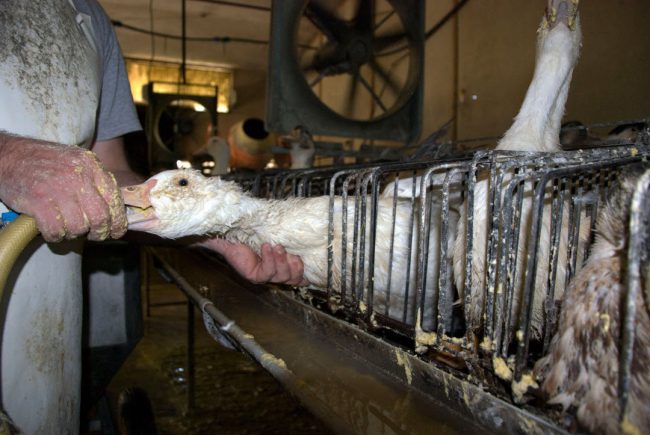 Foie gras a Masterchef, l’appello degli animalisti per vietarlo
