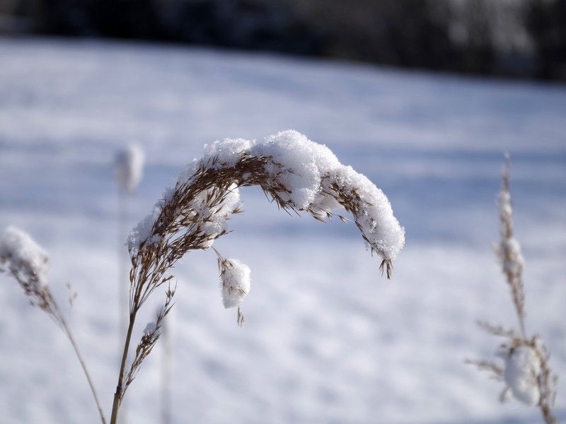 Arriva la neve a Cremona e provincia? IL METEO