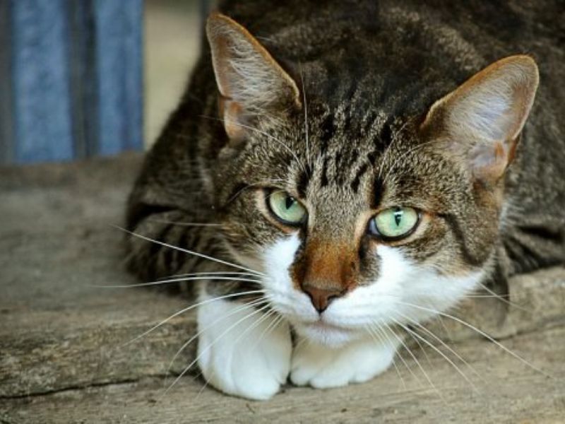 Spara ai gatti, ma un proiettile colpisce una finestra