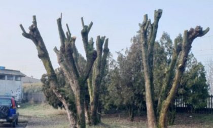 Il dottore forestale contro le potature: “Cura del verde? E’ una macelleria vegetale”