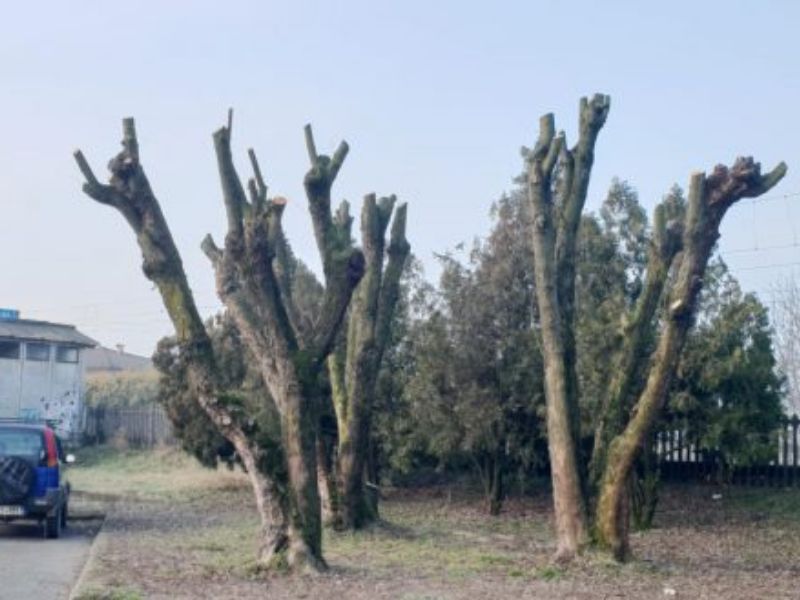 Il dottore forestale contro le potature: “Cura del verde? E’ una macelleria vegetale”