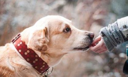 Al via la nona edizione del "patentino" per proprietari di cani