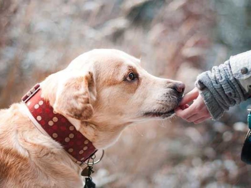 Proprietari di cani, dal 5 marzo il corso per ottenere il patentino