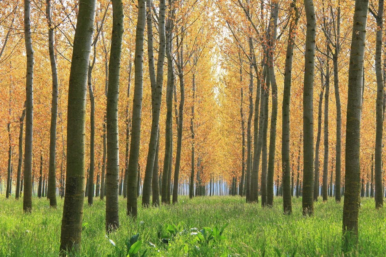 Parco Oglio Sud, primo al mondo ad ottenere la certificazione dei benefici per l’uomo