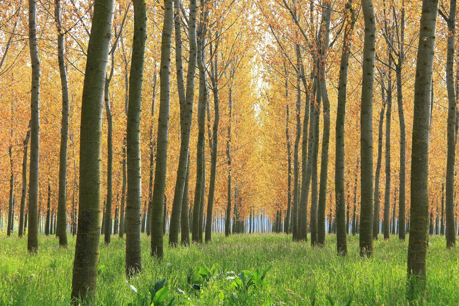 Parco Oglio Sud - ph. Fabrizio Malaggi (8)