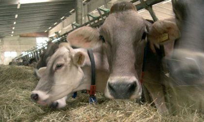 Emergenza caldo: mucche stressate dall'afa producono fino al 10% di latte in meno