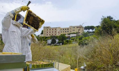 Il Comune di Cremona promuove l’apicoltura urbana