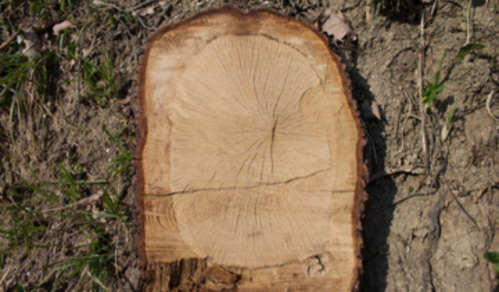 Abbattuta una quercia per far posto ad un cartello stradale