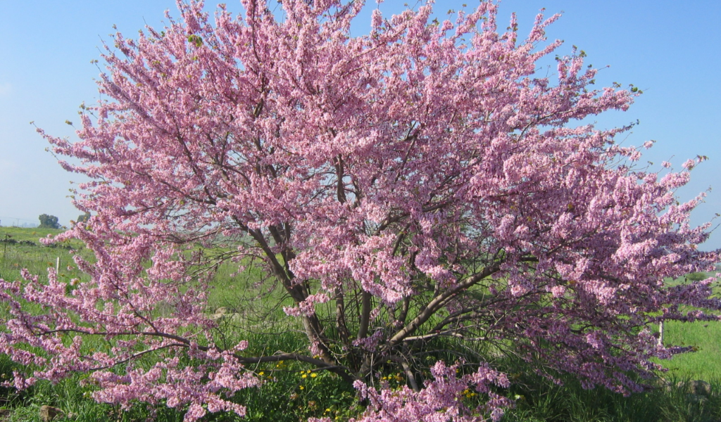 Crema via Bacchetta: doppio filare di 27 “Cercis Siliquastrum”
