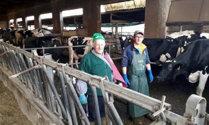 Raid in un allevamento nel Bresciano: ignoti giustiziano sei vacche e sversano tutto il latte