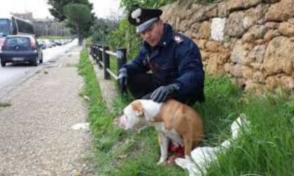 Aggredita da un pitbull mentre porta a spasso il suo cagnolino