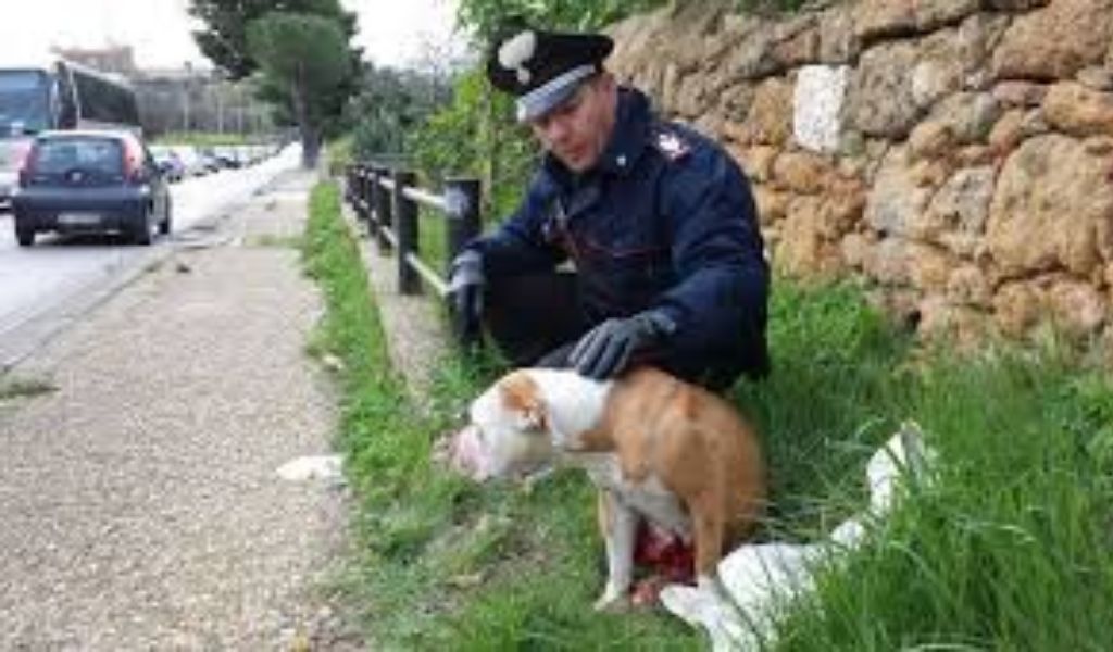 Aggredita da un pitbull mentre porta a spasso il suo cagnolino
