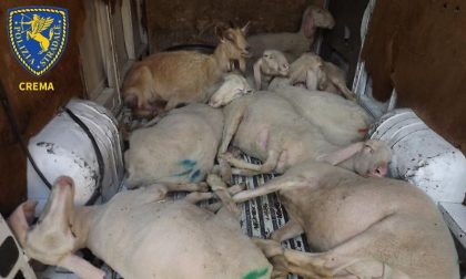 Nove pecore e una capra nel furgone, denunciato
