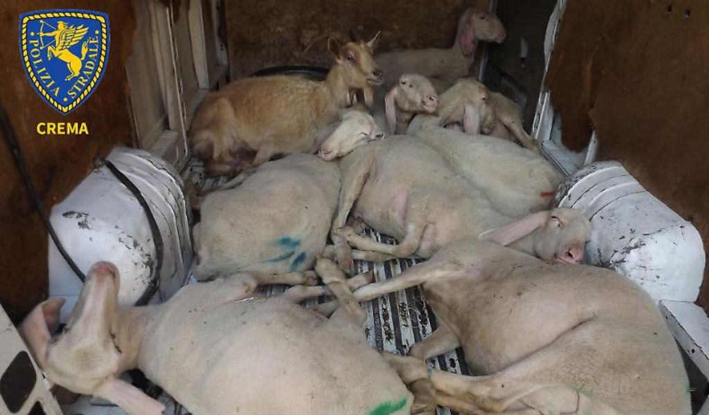 Nove pecore e una capra nel furgone, denunciato