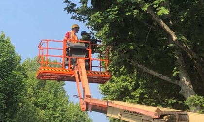 Rimosso platano in viale Po, era a rischio caduta