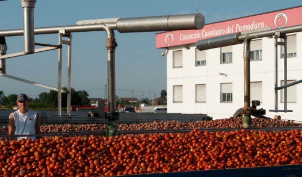 Pomodoro lombardo, è profondo rosso a causa del maltempo