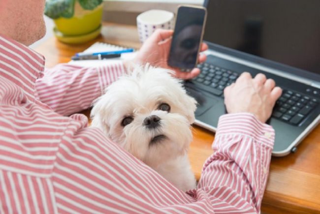 Giornata del cane in ufficio: domani tutti al lavoro con il pet