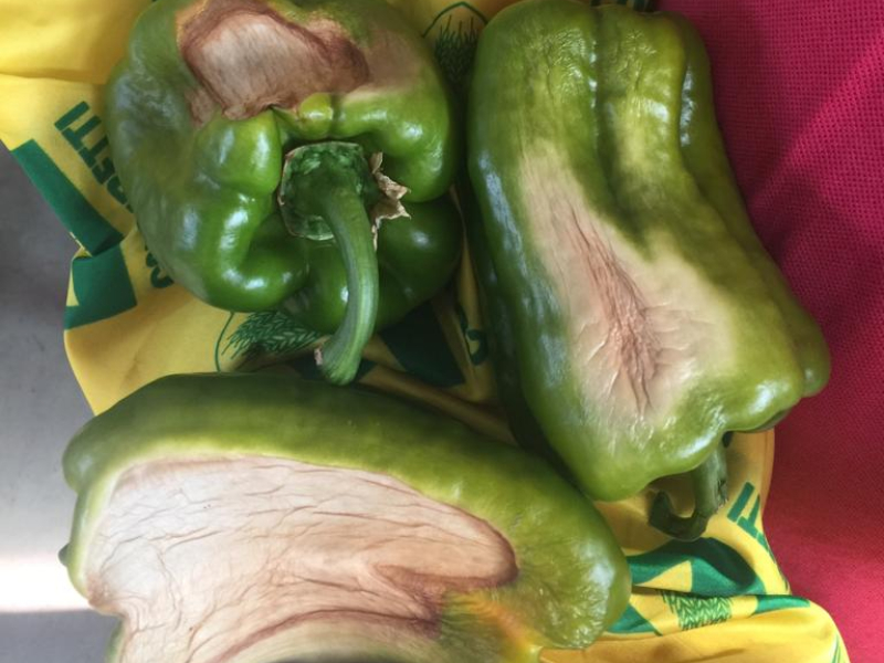 Caldo record, primi danni nei campi: bruciano peperoni e angurie