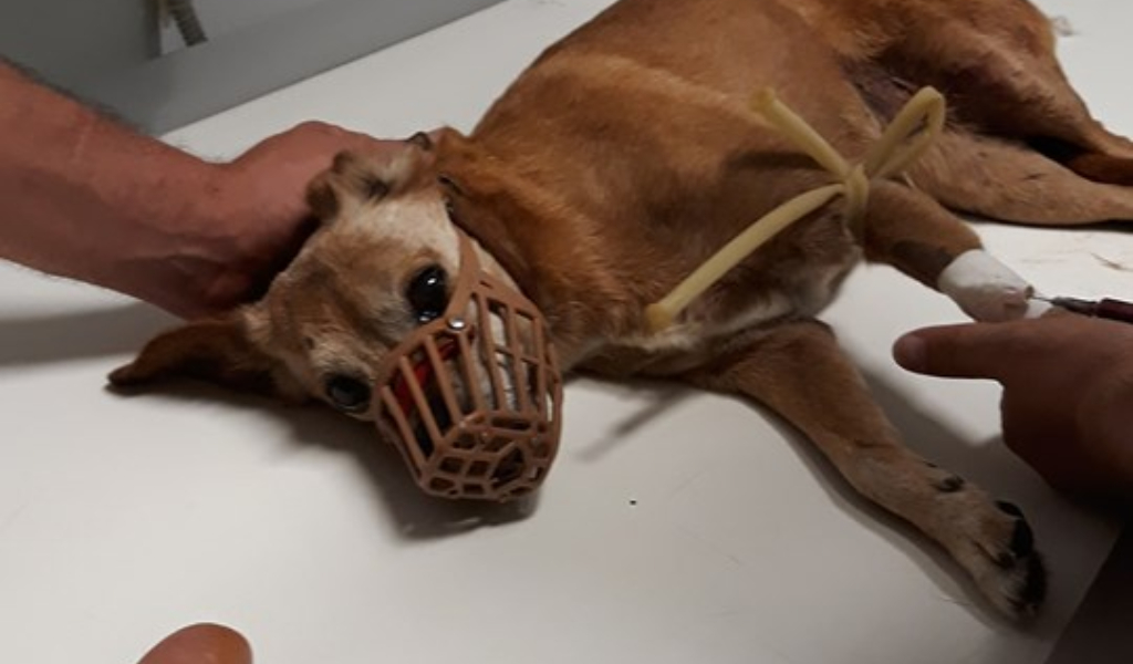 Cagnolina si infila nel baule dell’auto: da Lucca arriva fino a Cremona