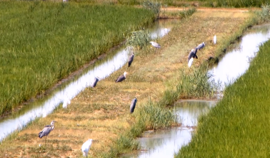 Bracconaggio nel Po: individuati 166 punti di imbarco lungo tutto il fiume, 7 a Cremona