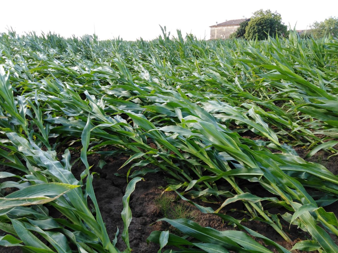 Maltempo, grandine e vento: sale la conta dei danni nelle campagne