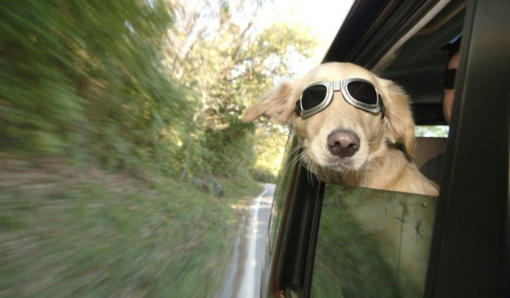 Viaggiare con il cane in auto: cinque consigli utili per il suo benessere