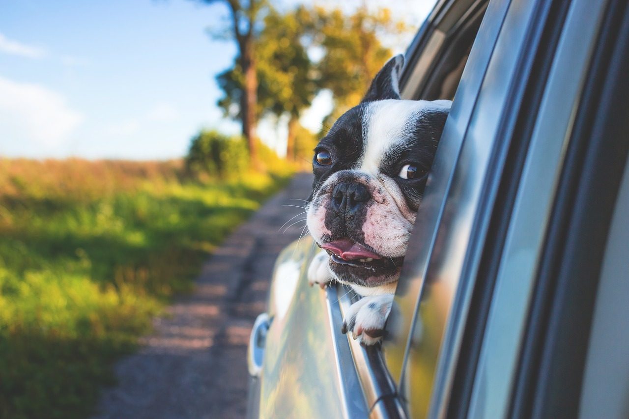 Viaggiare all’estero con gli animali: Ats fornisce le linee guida