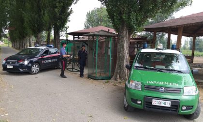 Colpo in azienda agricola: custode aggredito e uccisi 5 animali di specie protetta