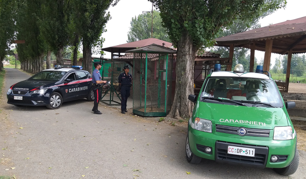 Colpo in azienda agricola: custode aggredito e uccisi 5 animali di specie protetta