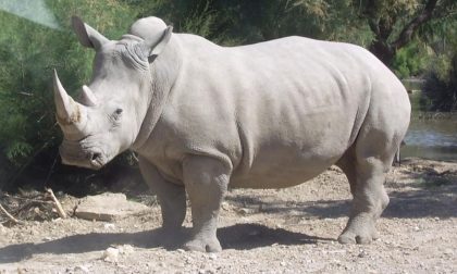Estinzione rinoceronte bianco: a Cremona la "fecondazione assistita" che li salverà