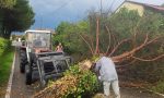 Bufera, ad Agnadello un albero si schianta sul viale del cimitero FOTO