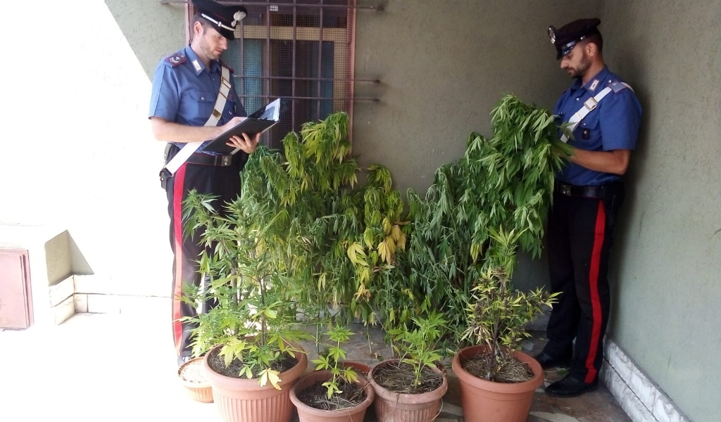 Coltiva marijuana in cortile, i vicini fanno la “spia”: arrestato