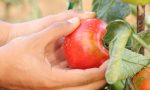 Caldo, al via la raccolta del pomodoro nel Nord Italia