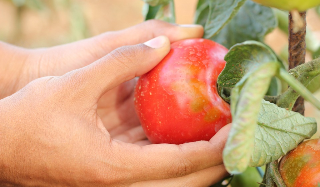 Caldo, al via la raccolta del pomodoro nel Nord Italia