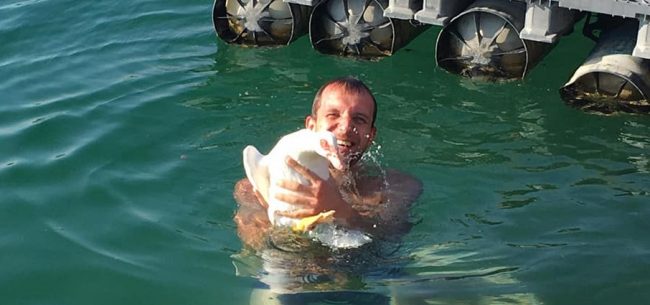 Il sindaco “eroe” si tuffa e salva un’oca dall’annegamento