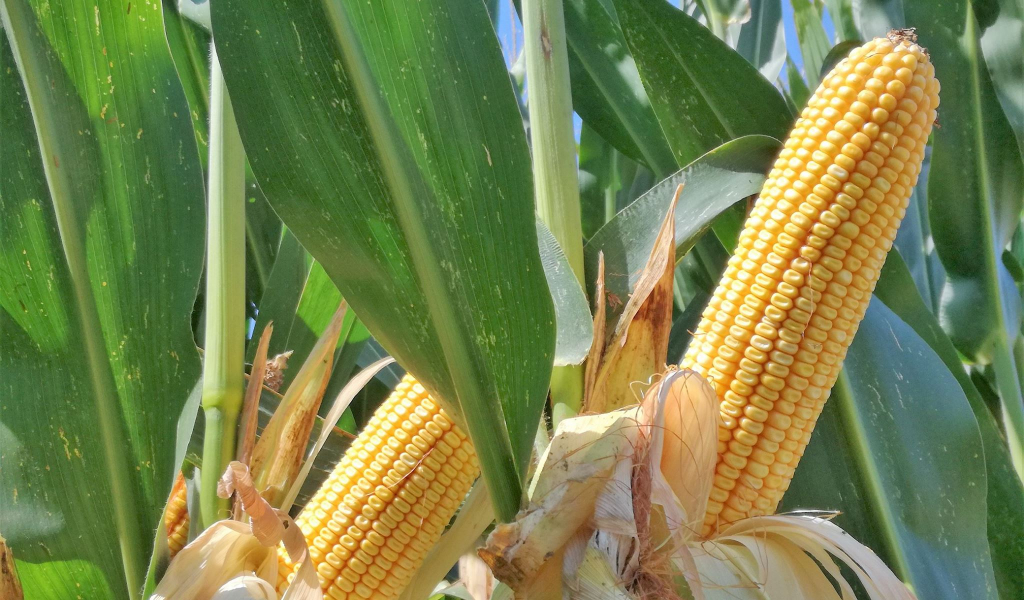 Consorzio Agrario Cremona: venerdì in campo con “Gradella Mais Fest 2019”