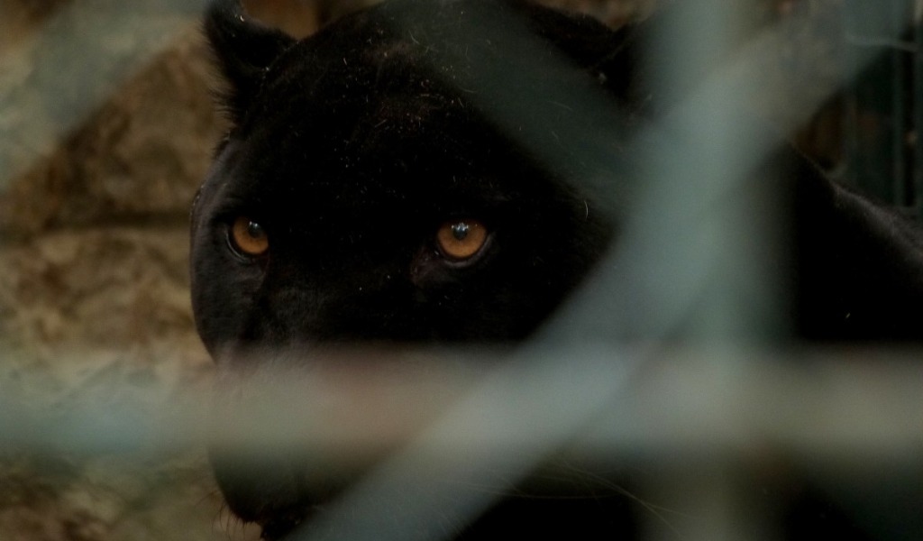 “Aiuto, ho visto una pantera”: avvistato il felino nel Cremonese