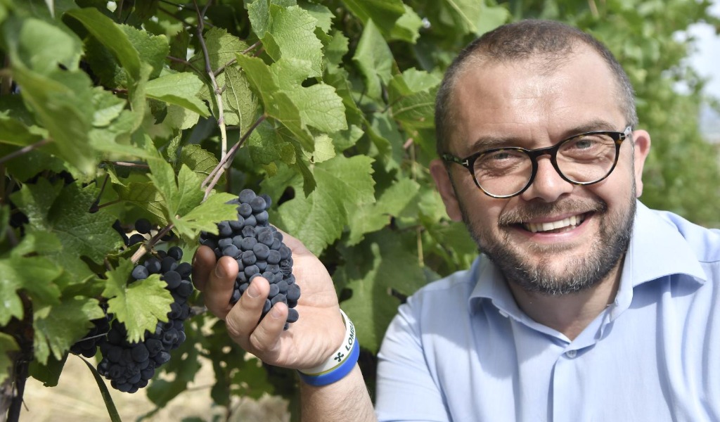 Al via la vendemmia, ma previsto già – 20%di produzione di vino causa maltempo