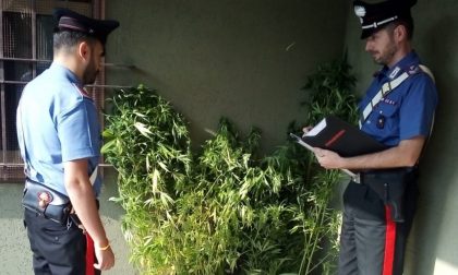 Coltiva marijuana in casa: arrestato 51enne di Romanengo