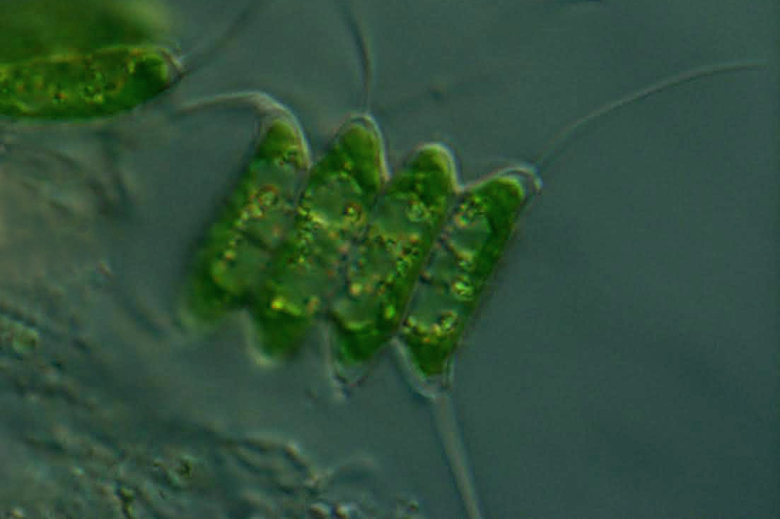 L’istituto di ricerca Spallanzani inaugura il Parco Bioreattori del Polo delle Microalghe