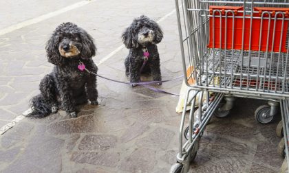 Lega il cagnolino al carrello del supermercato e lo abbandona, è caccia all'autore del gesto